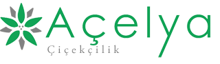 Orkide bakımı nasıl yapılır ? Nelere dikkat edilmelidir? | Silivri Çiçekçilik