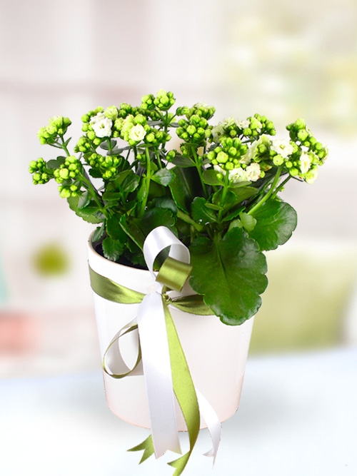 https://www.silivricicekcilik.com/