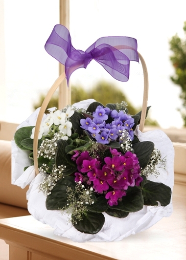 https://www.silivricicekcilik.com/