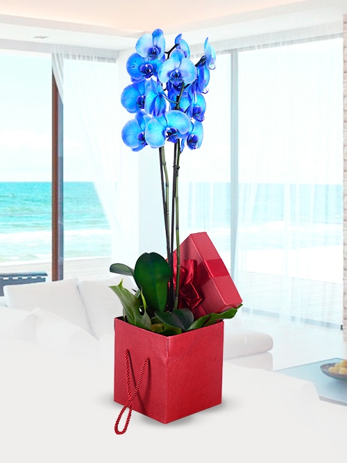 Özel Tasarım Kutu İçi Mavi Orkide