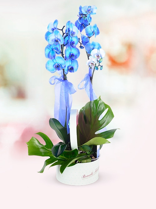 Blue Orchids