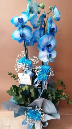 Aselet'in mavi orkide