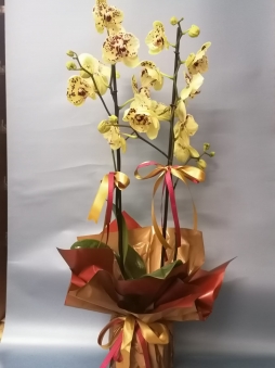 Sarı Dalmaçyalı Orkide
