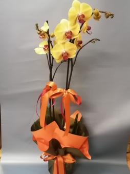 Sarı Mor Orkide