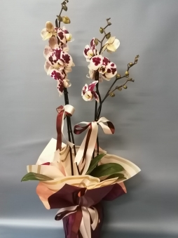 Mor Benekli Orkide