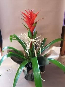 Kırmızı Guzmania Saksı Bitkisi